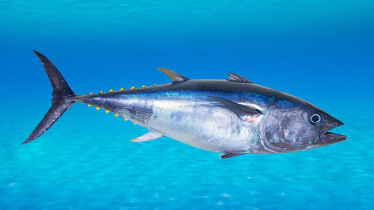 tuna