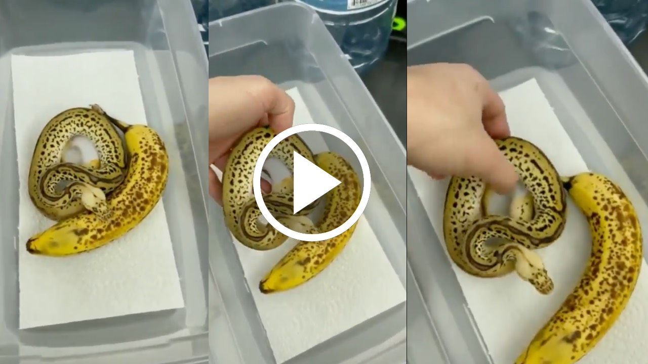 snake viral video