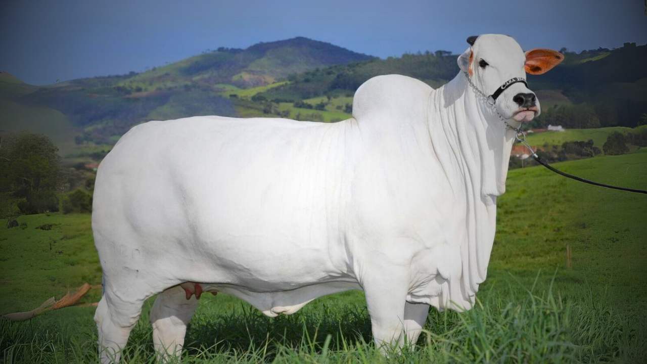 cow