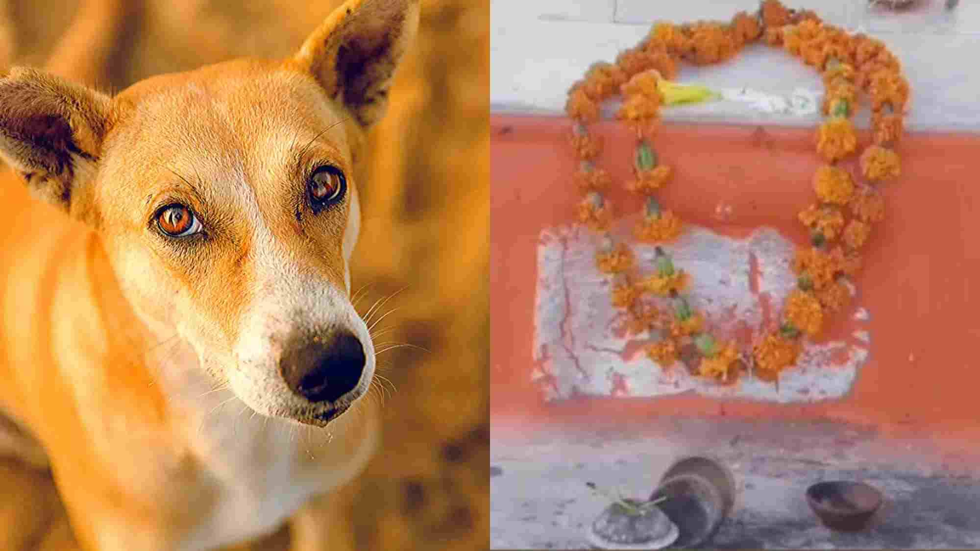 Dog Temple in Rajasthan: A Fascinating Story of Heroism and Devotion