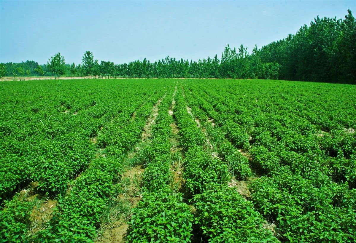 Mentha Farming: Tripling Profits for Farmers, Relieving Financial Stress