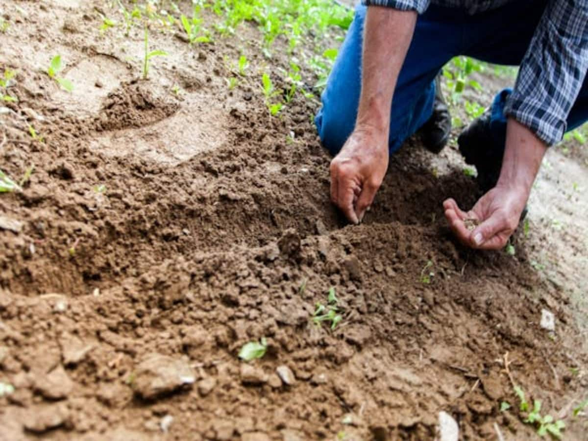 New Farming Schemes: Only Two Options Left for Farmers Following Government Decision