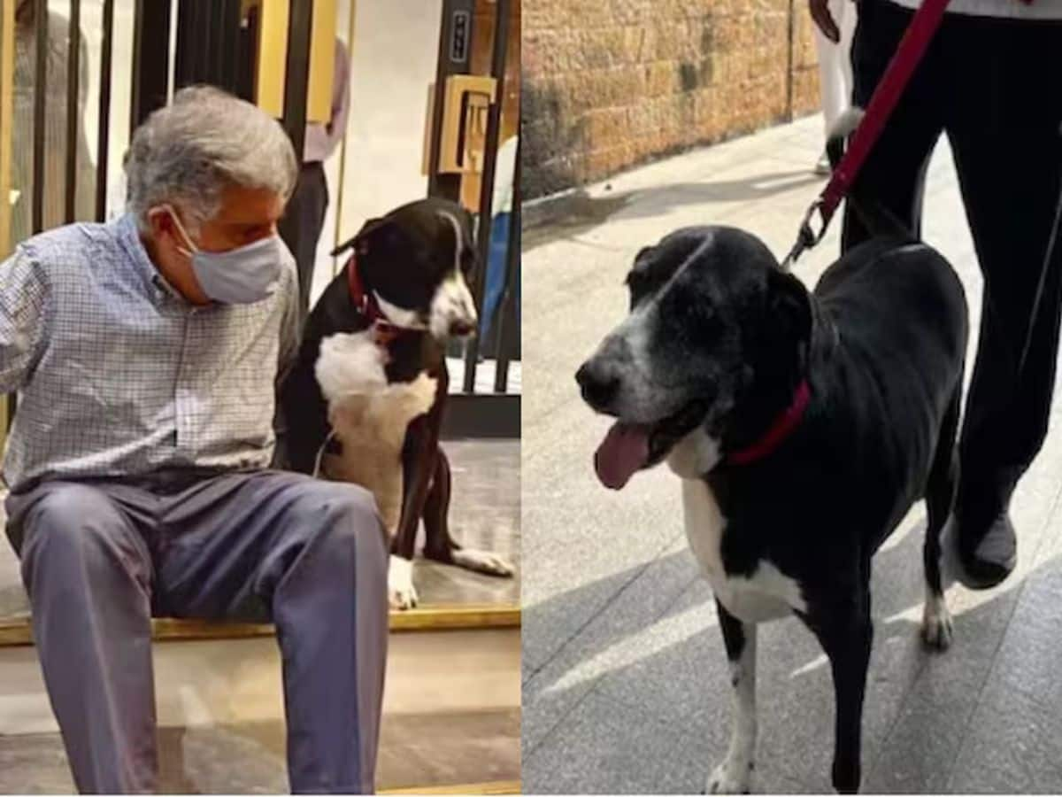 Ratan Tata's Dog Dies Three Days After His Death: Police Clarify Viral Message