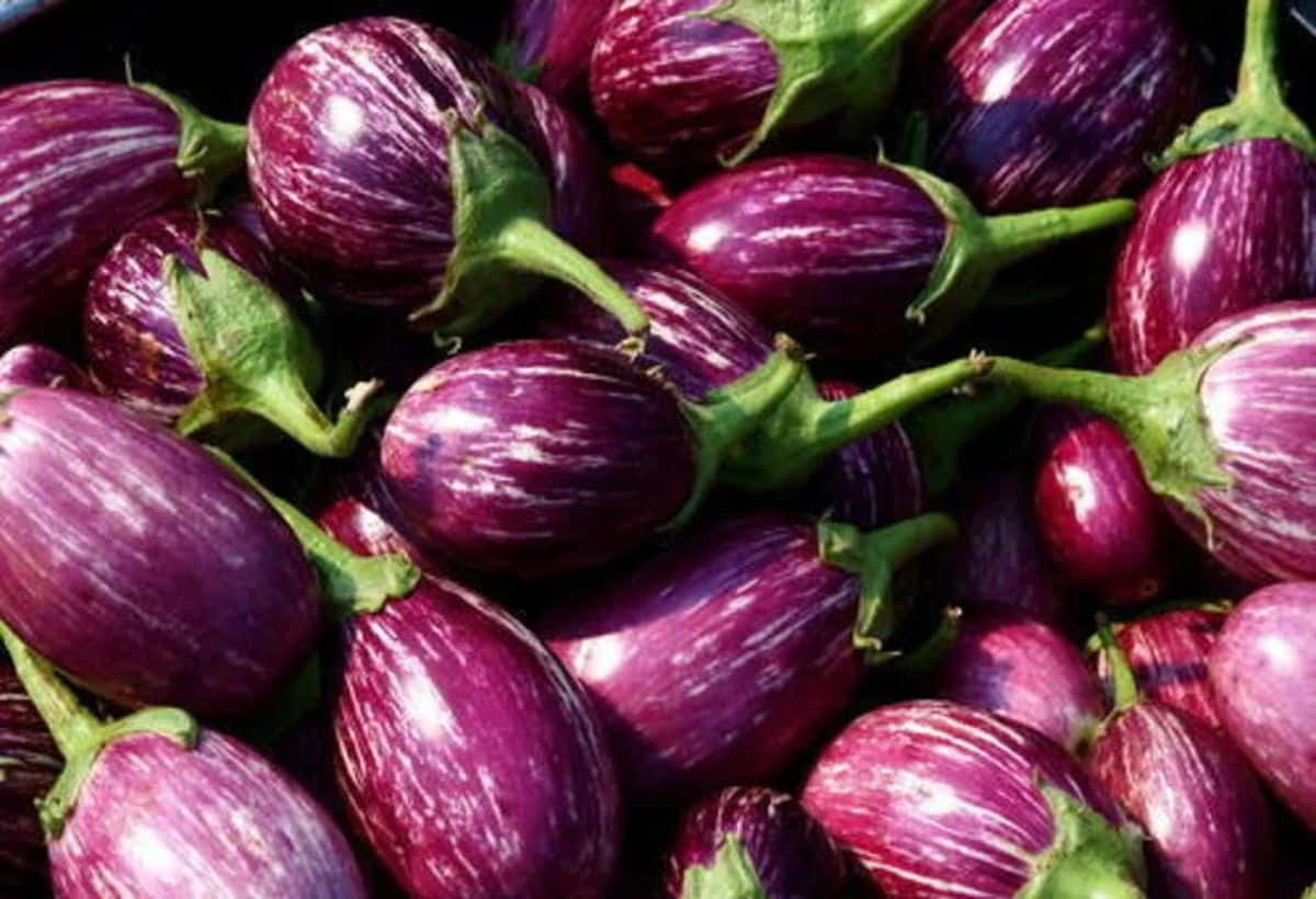 Turn Eggplant into Profit: Become a Millionaire Instantly