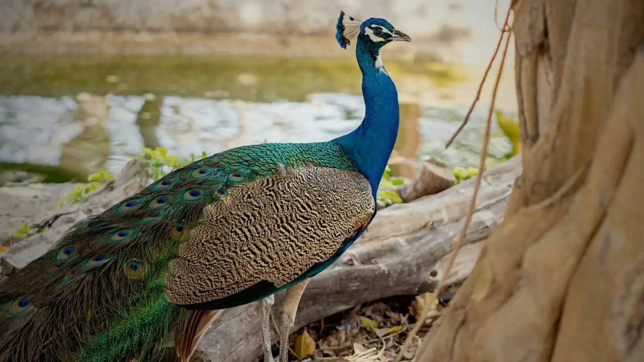 peacock