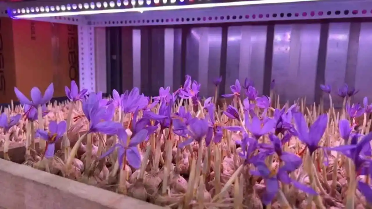 Saffron Farming